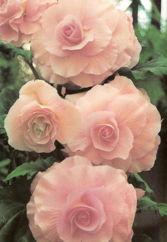 B. ‘Janny Willsmore’